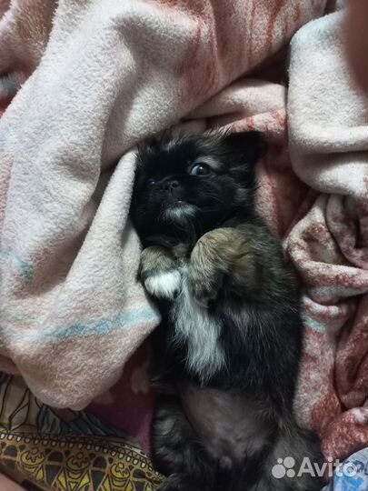 Щенки мальчик девочка