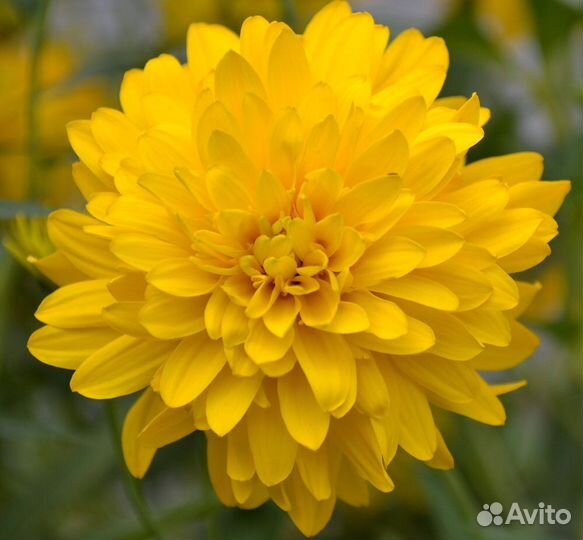 Золотые шары - рудбекия