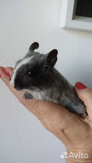 Дегу малыши продаются