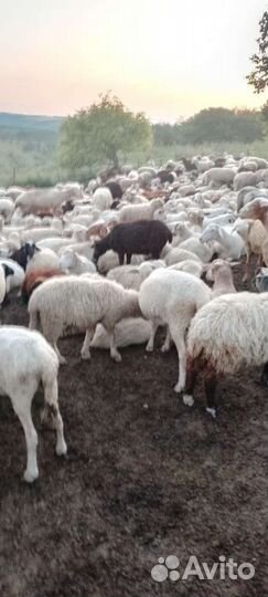Овцы бараны