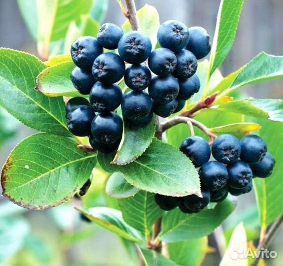 Арония черноплодная