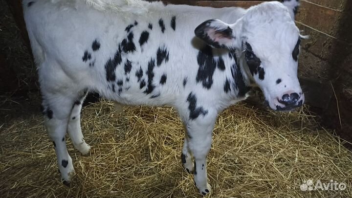 Продается бычок