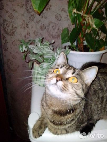 Кошка в добрые руки
