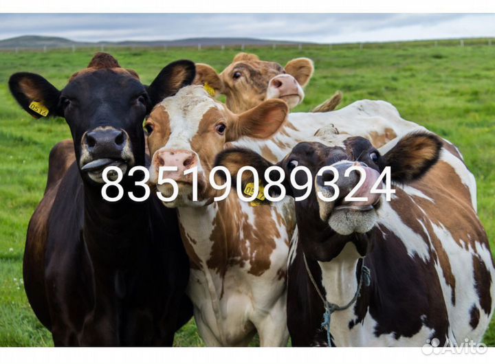 Продажа крс