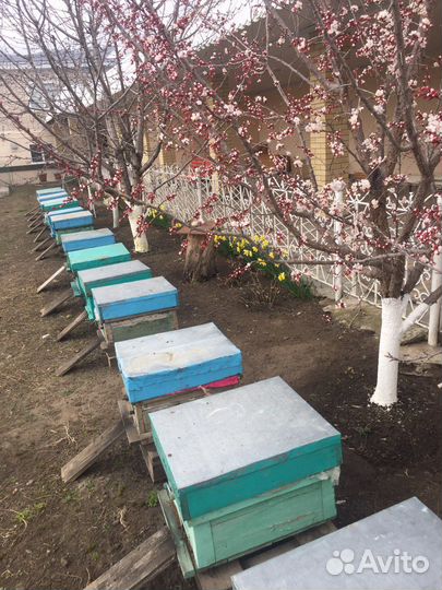 Продаю пчел