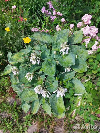 Хосты разные