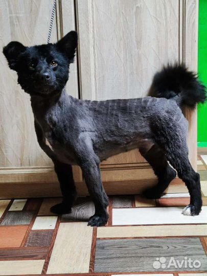 Собака бесплатно