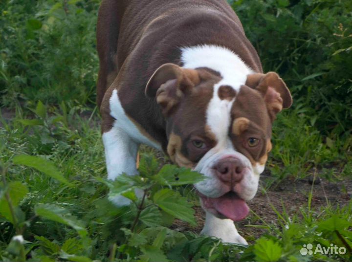 Английский бульдог девочка