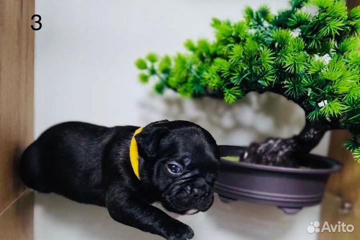 Французский бульдог щенки