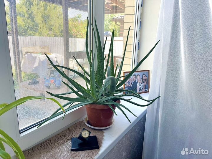 Взрослые кусты Алоэ Вера домашнее растение