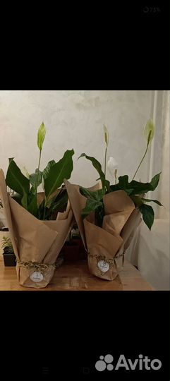 Спатифиллум