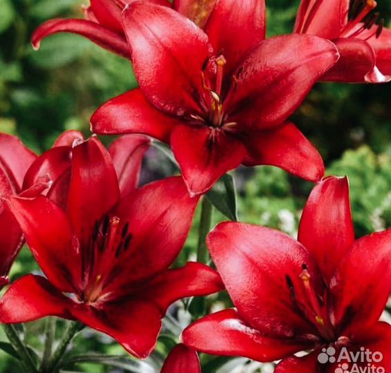 Лилии луковицы