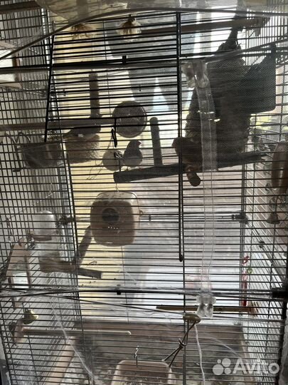Амадины с клеткой
