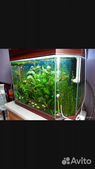 Аквариум