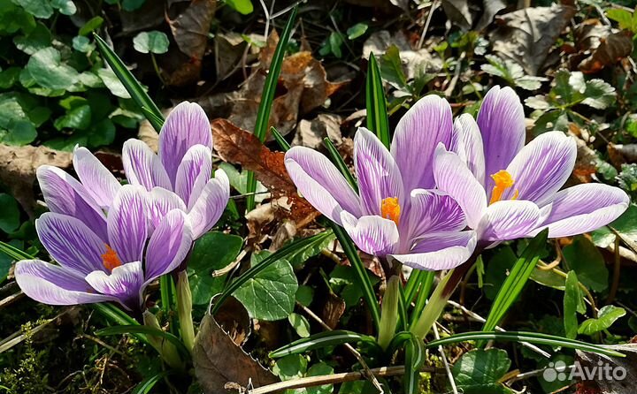 Крокус Пиквик (луковицы)