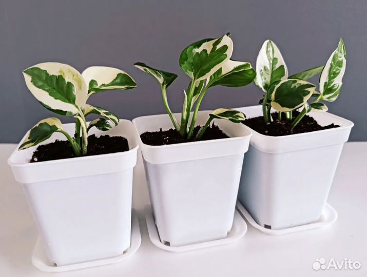 Сциндапсус энджой