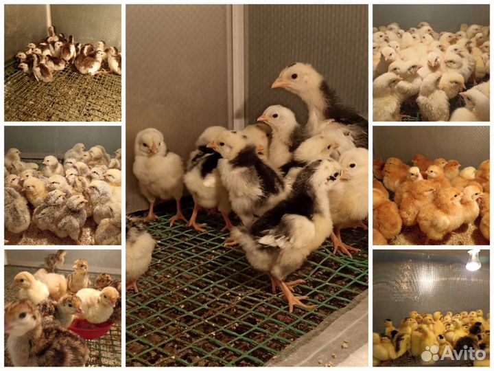 Птицы на яйцо и мясо