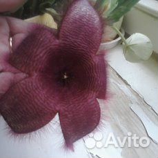 Стапелия.гуэрния орбея