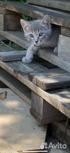 Котенок мальчик