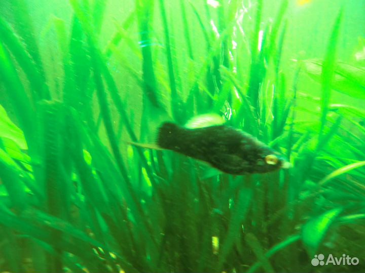 Меченосец-пицилия