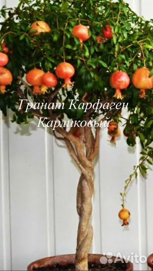 Гранат комнатный, гранатник