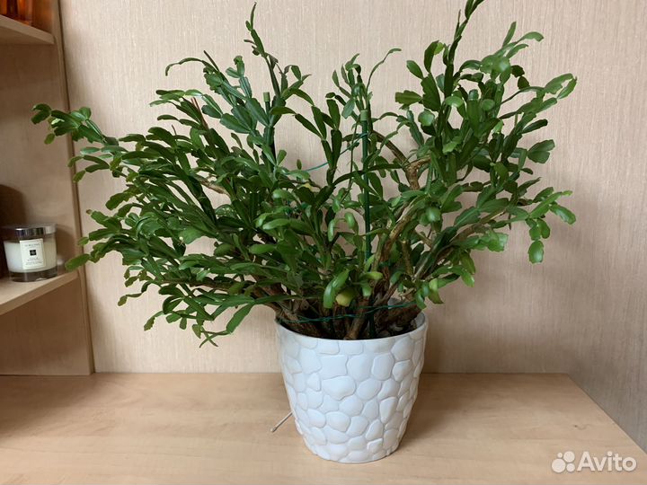 Декабрист шлюмбергера