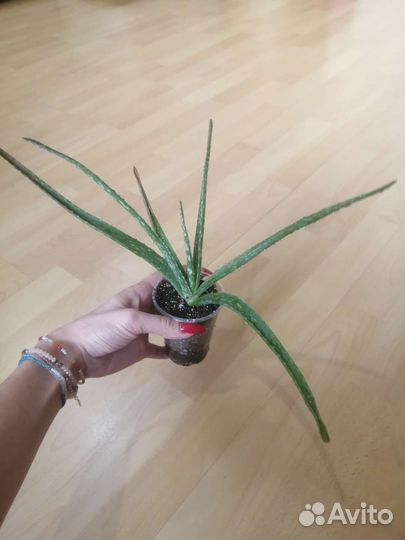 Алоэ вера