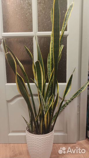 Сансевиерия