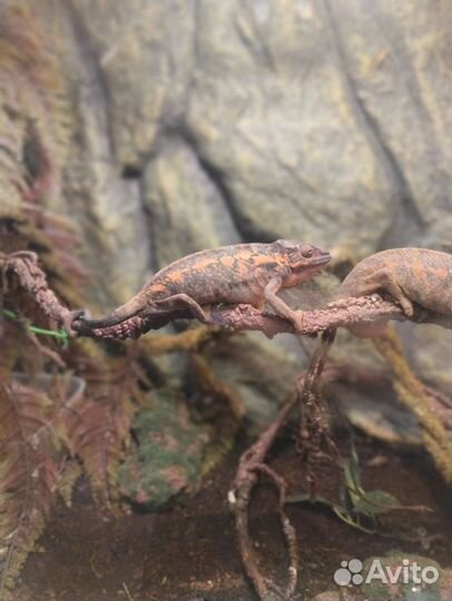 Передержка рептилий