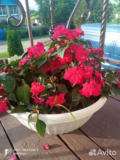 Бальзамин ампельный (импатиенс) хайлайт бургунди