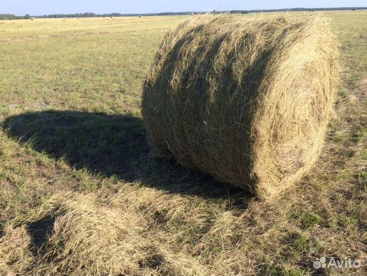 Сено в рулонах
