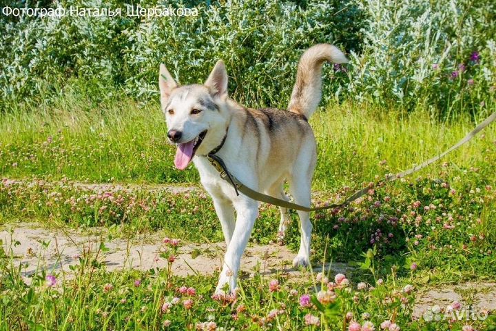 Собака Гретта в добрые руки