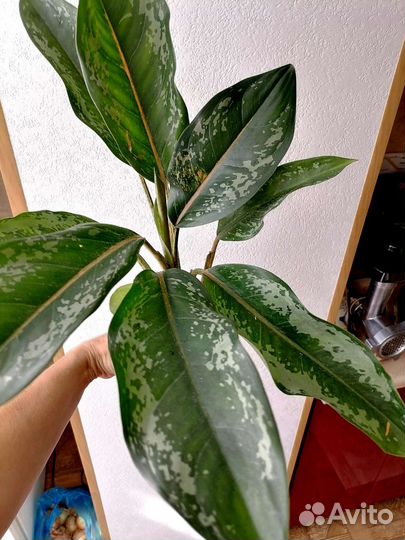 Аглаонема Чатра Монгол