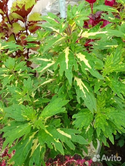 Колеусы традесканции