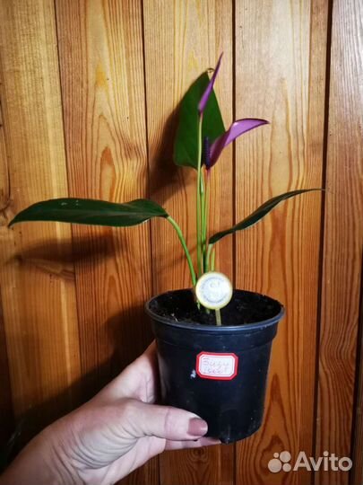 Антуриум карлик, редкий сорт