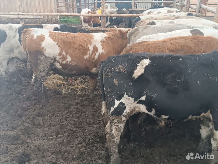Бычки и быки 1 год