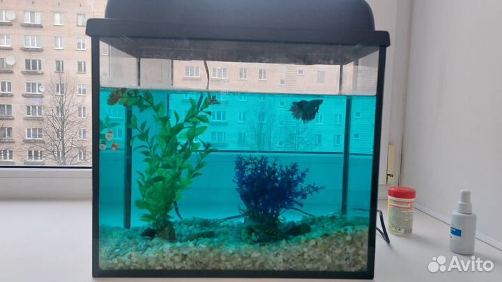 Аквариум с рыбкой