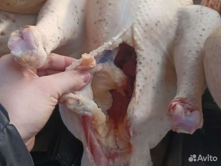 Индюки домашние