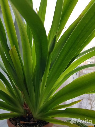 Неомарика стройная (Шагающий ирис)