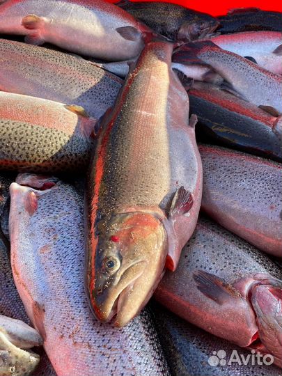 Форель охлажденная