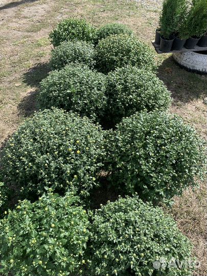 Многолетние цветы