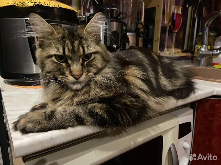 Случка кошки