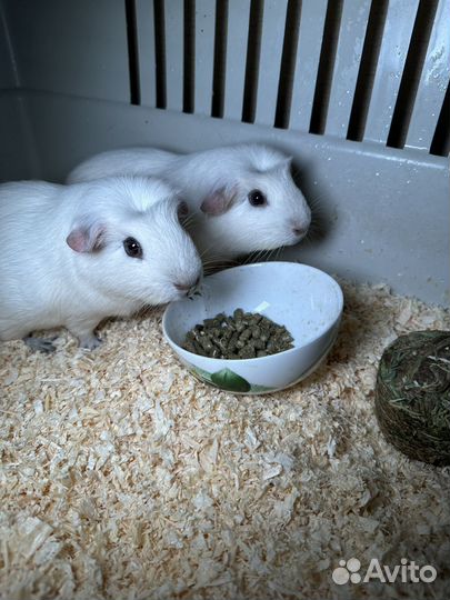 Морские свинки