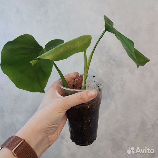 Монстеры