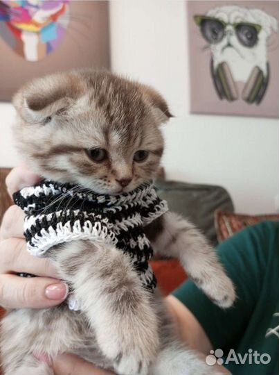 Шотландский кот вязка