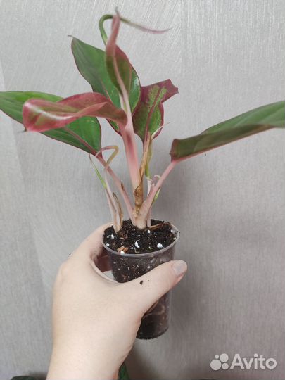 Аглаонема Crete