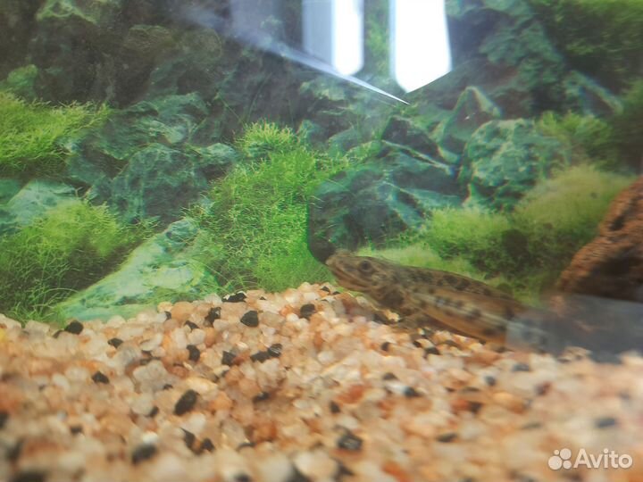 Передержка животных