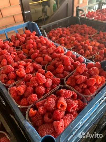 Саженцы малины Пшехиба