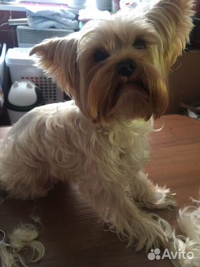 Стрижка йорков и других собак