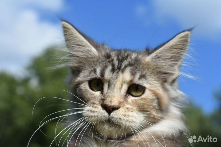 Котята мейн-кун